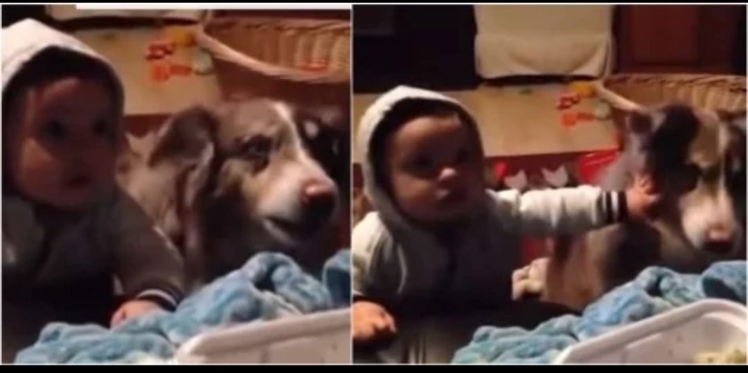 Oferecendo lanche, mulher incentiva bebê a falar ‘mamãe’ e cachorro é quem responde (veja o vídeo)