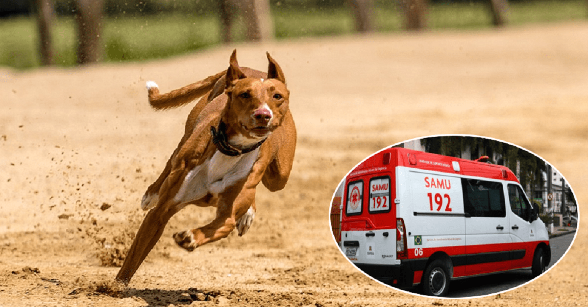 Amigo fiel: cão corre mais de 4 km atrás de ambulância que socorria sua dona!!