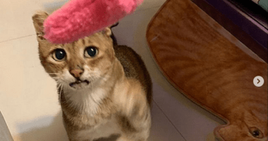 CONHEÇA O POTATO, O GATO QUE NÃO TEM ORELHAS!!