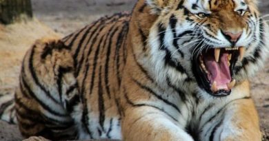 CHOCANTE: Tigre mata cuidadora na frente de visitantes CHOCANTE: Tigre mata cuidadora na frente de visitantes