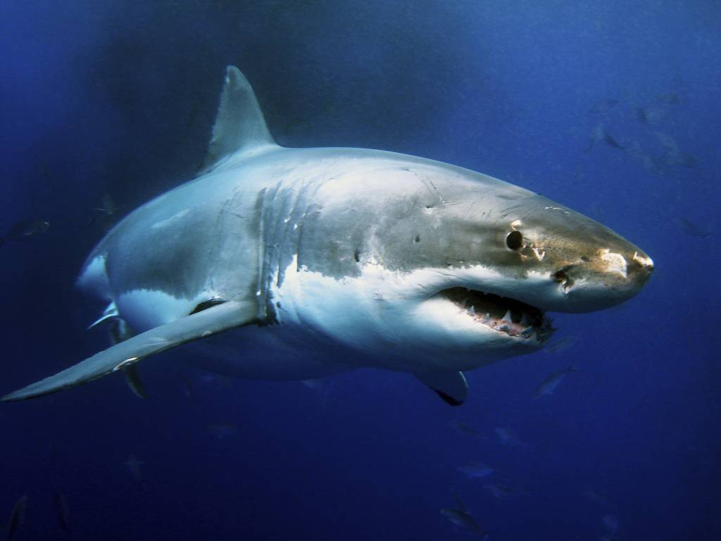 Vídeo; Homem tenta tirar foto com tubarão e acaba sendo mordido
