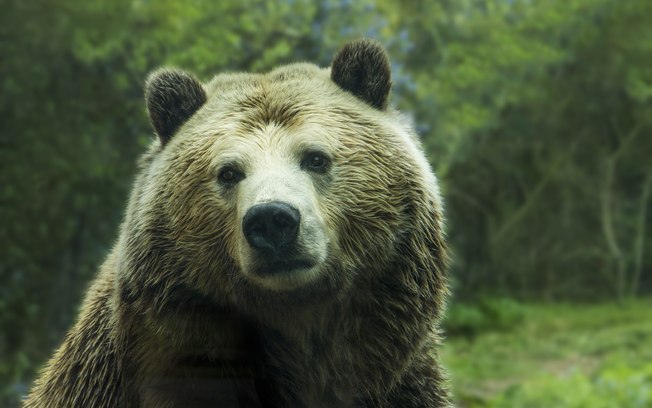 “Perturbador”: Pai ouve filha sendo morta por urso