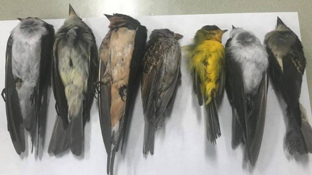 Centenas de milhares de pássaros migratórios aparecem mortos. Situação paranormal? Confira!