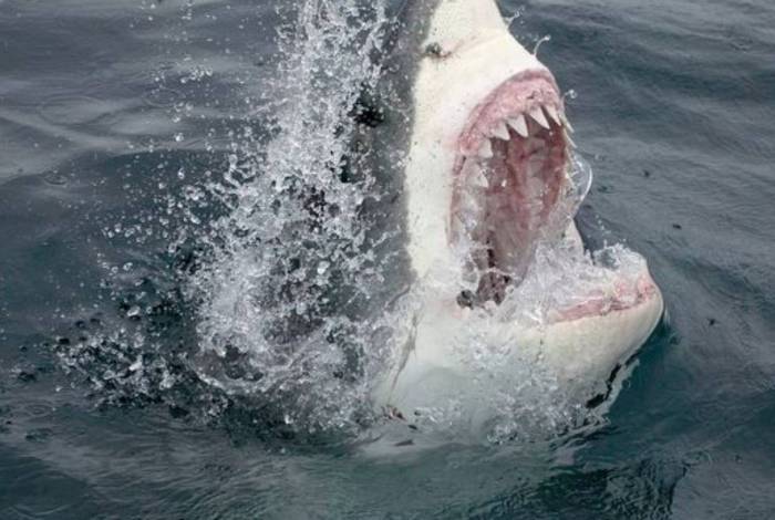 Vídeo: Tubarão atravessa rede de proteção e mata surfista