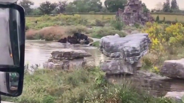 Funcionário de zoológico morre ao ser atacado por ursos em frente a visitantes