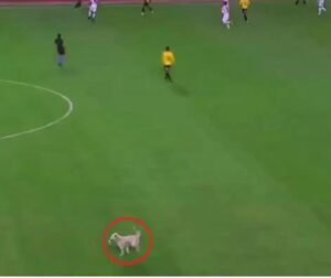 Com chuteira na boca, cachorro invade partida de futebol e é adotado por um dos jogadores