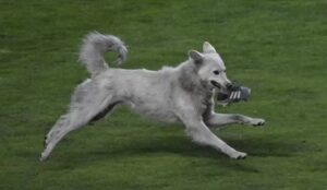 Com chuteira na boca, cachorro invade partida de futebol e é adotado por um dos jogadores