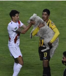Com chuteira na boca, cachorro invade partida de futebol e é adotado por um dos jogadores