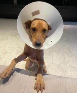 Whindersson Nunes e Maria Lina adotam cão resgatado que sobreviveu por milagre