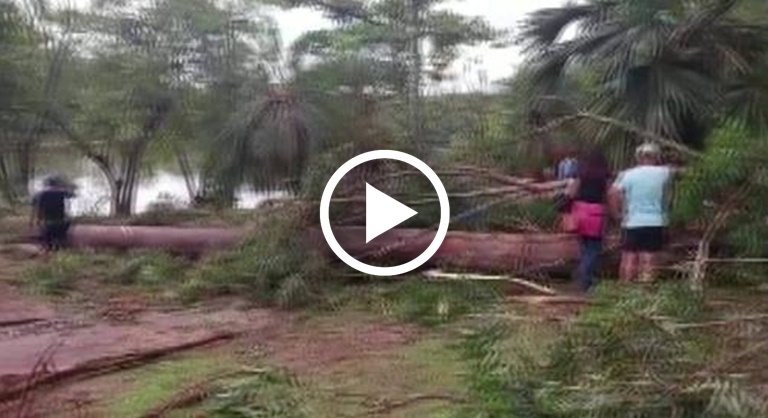 Veja imagens gravadas logo após árvore gigante cair e atingir uma família deixando todos em choque – VÍDEO