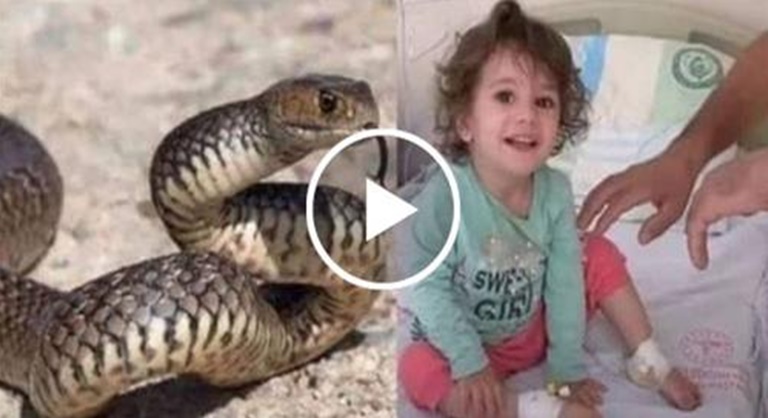 Foto de cobra e da menina de 2 anos.