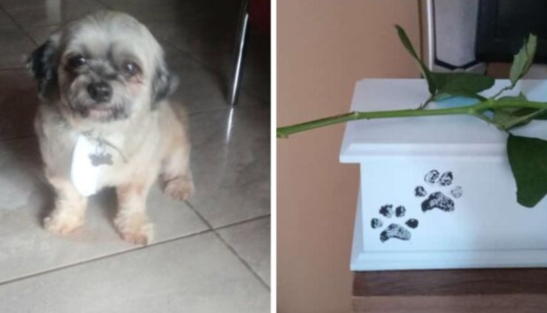 Mulher deixa cachorro no pet shop para banho, mas ao buscá-lo recebe as cinzas do animal: ‘Entreguei saudável e me devolveram as cinzas’