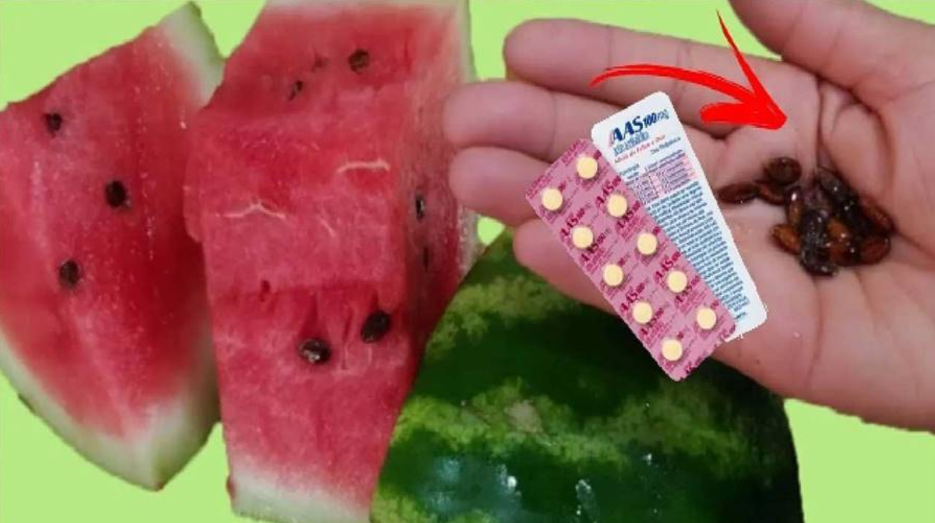 Neste artigo, vamos explorar alguns dos benefícios da casca de melancia para que você possa aproveitar ainda mais essa fruta. Foto: internet.