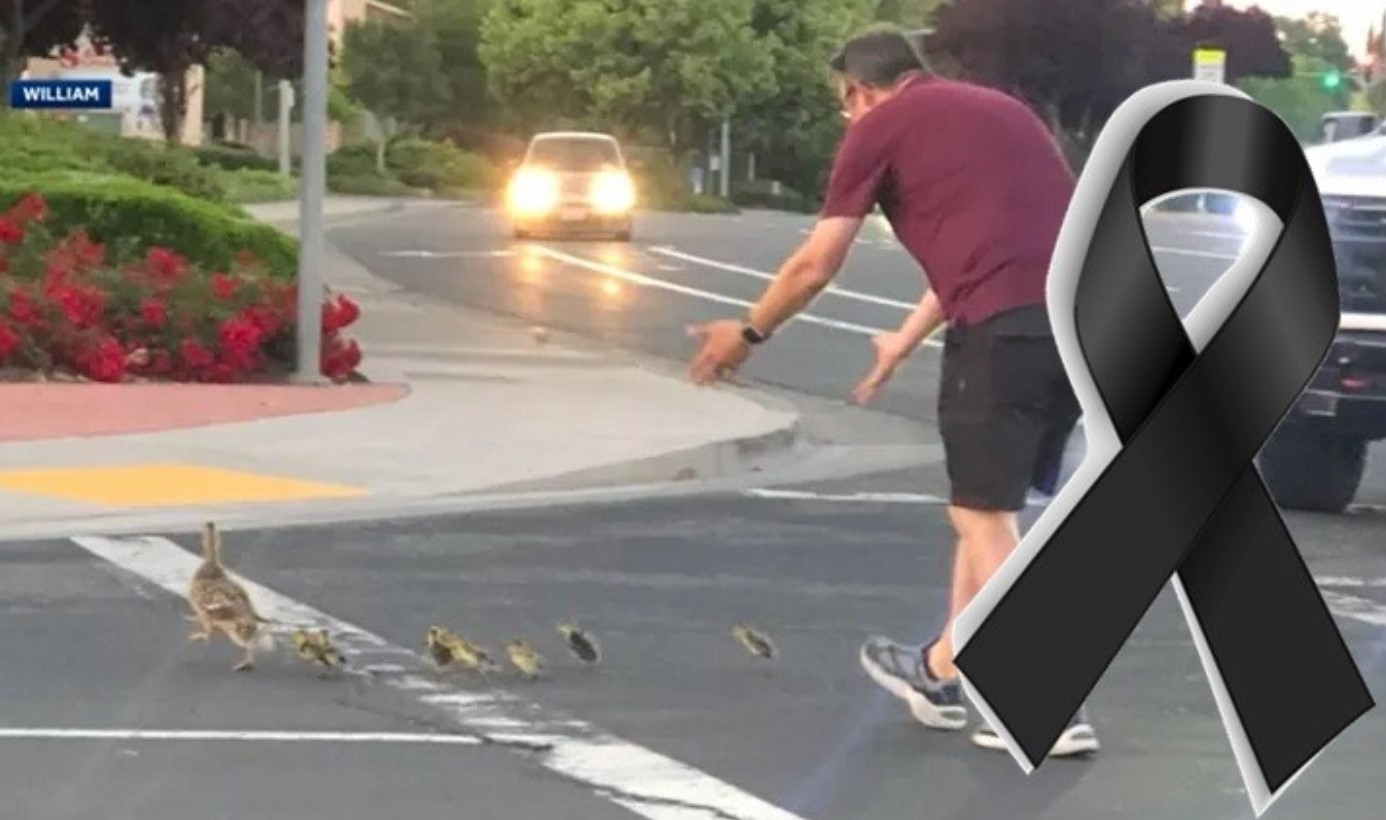 Em ato de bondade homem vai ajudar família de patinhos a atravessar a rua, no entanto algo terrível acaba acontecendo e ele vem a fa… Ver mais