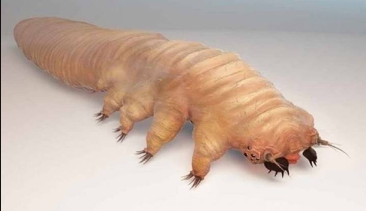 Você conhece esse bichinho feio? Demodex é um gênero de ácaros microscópicos que vivem na pele de humanos e outros mamíferos. FOTO: internet.