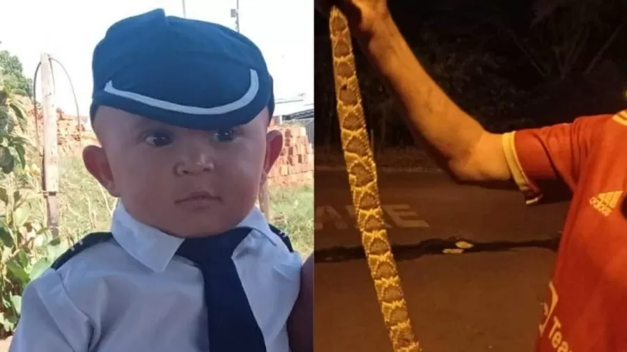 Criança Morre Após Ser Picada Por Uma Cobra Cascavel