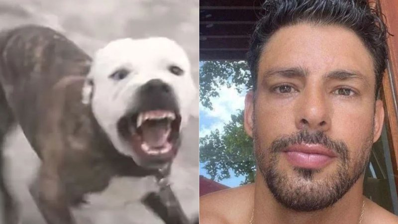 Caso Orochi: Justiça mantém condenação por negligência com pit bulls após ataque a Cauã Reymond