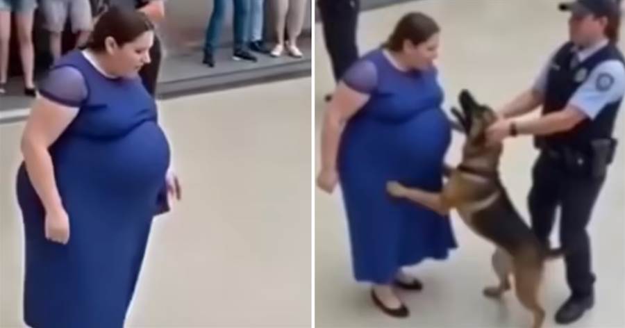 Mistério em São Paulo: Cachorro late insistentemente para mulher grávida e intriga moradores