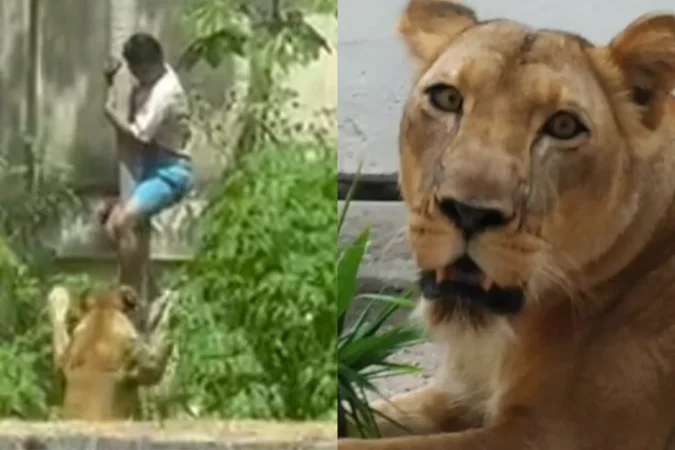 Leoa que atacou jovem em parque de João Pessoa está bem, afirma veterinário